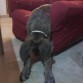 Duke